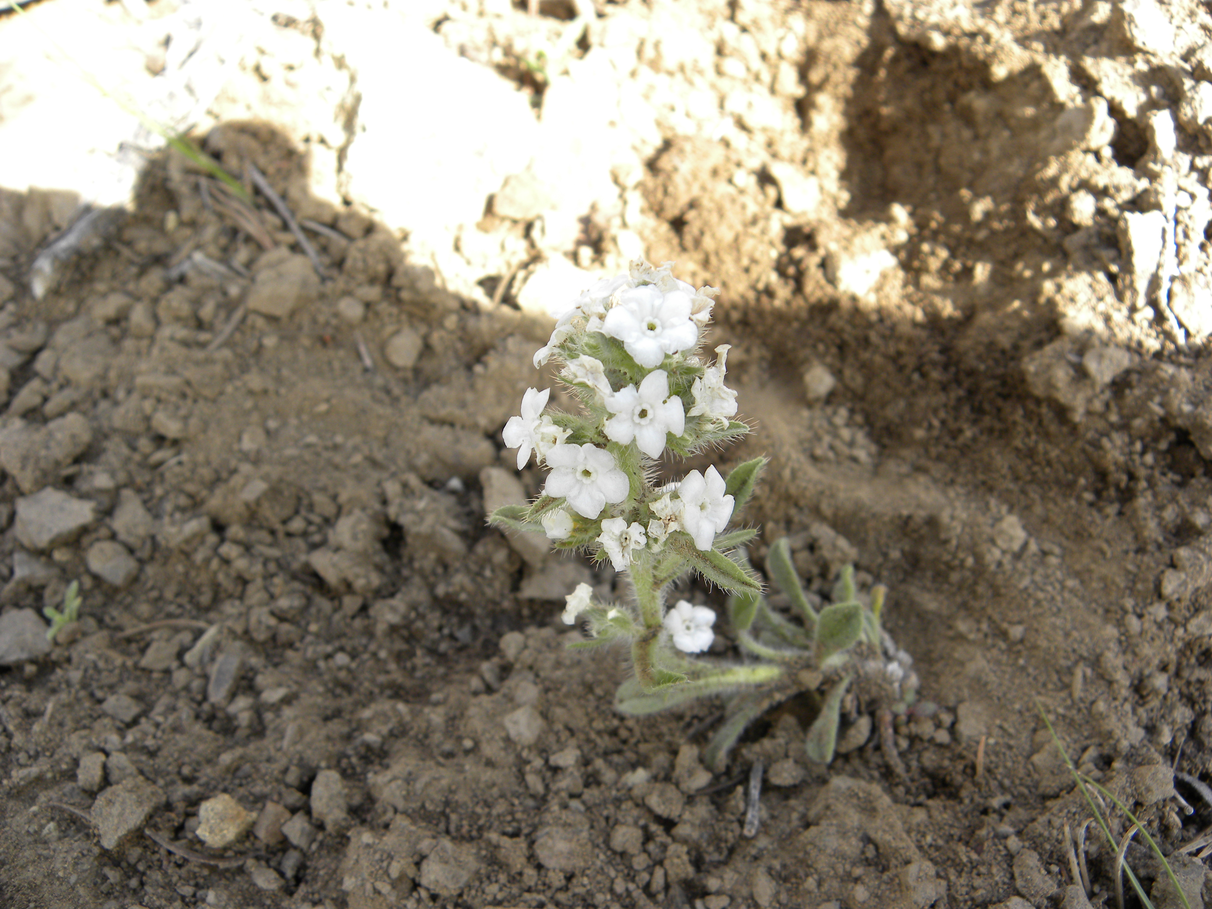 Cryptantha Cryptantha Borage family