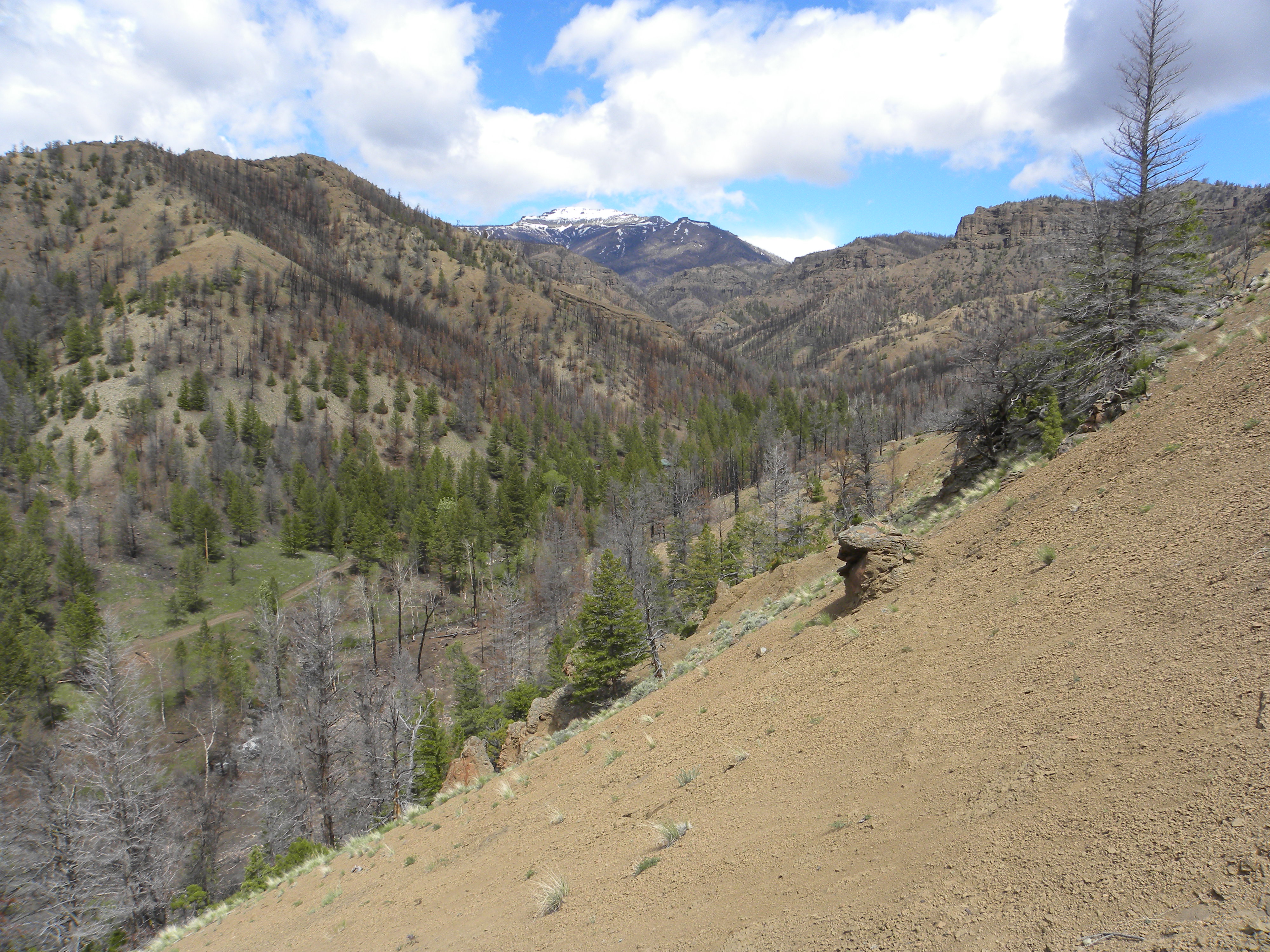 Gunbarrel fire area The burn from last summer