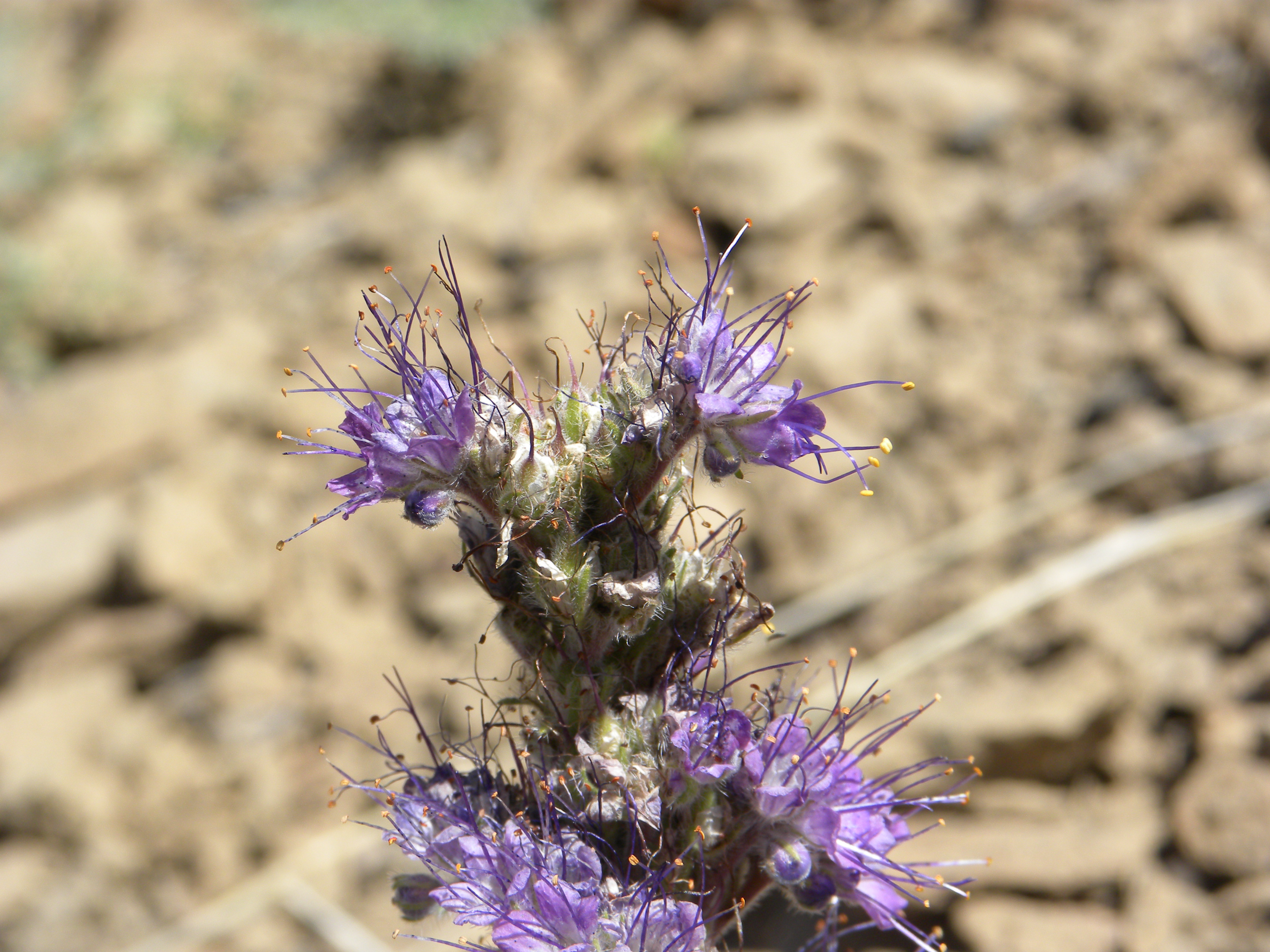 Phacelia Phacelia sericea