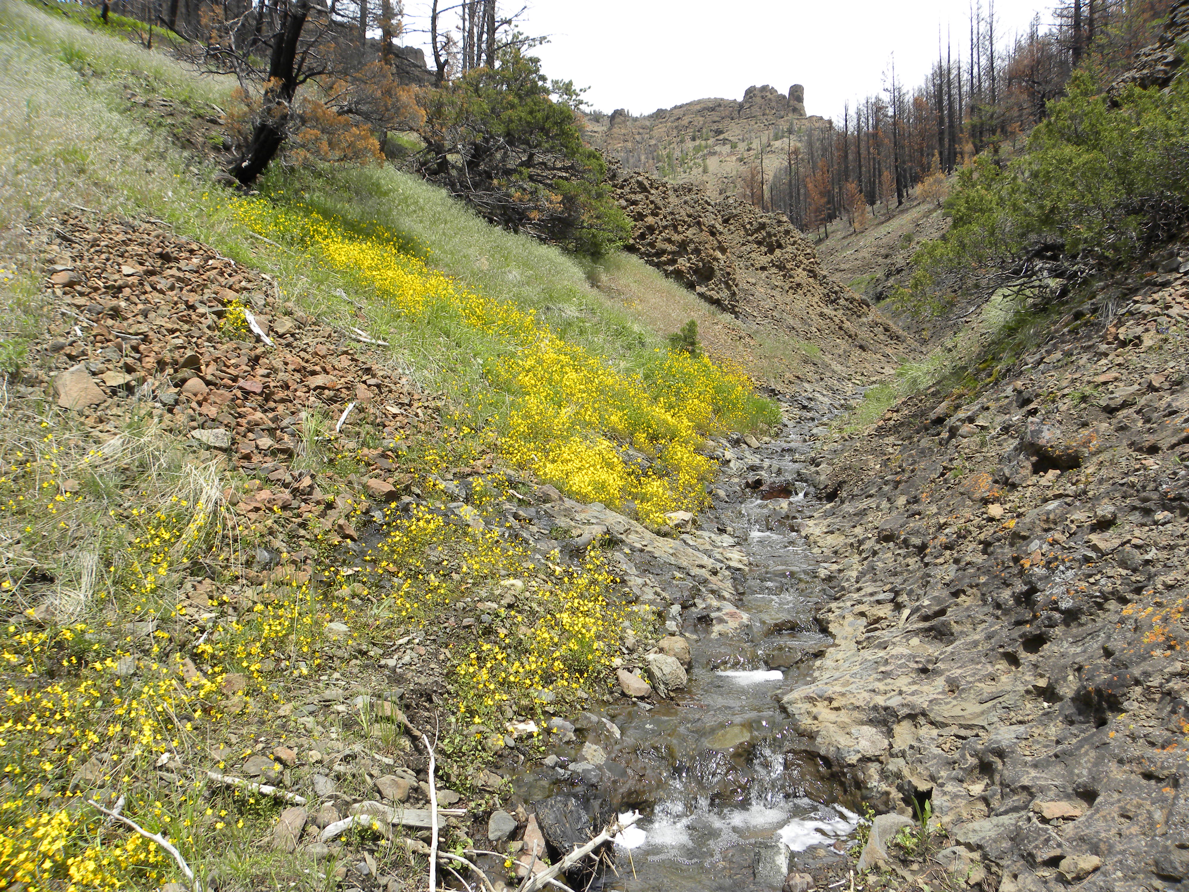 Mimulus Mimulus guttatus