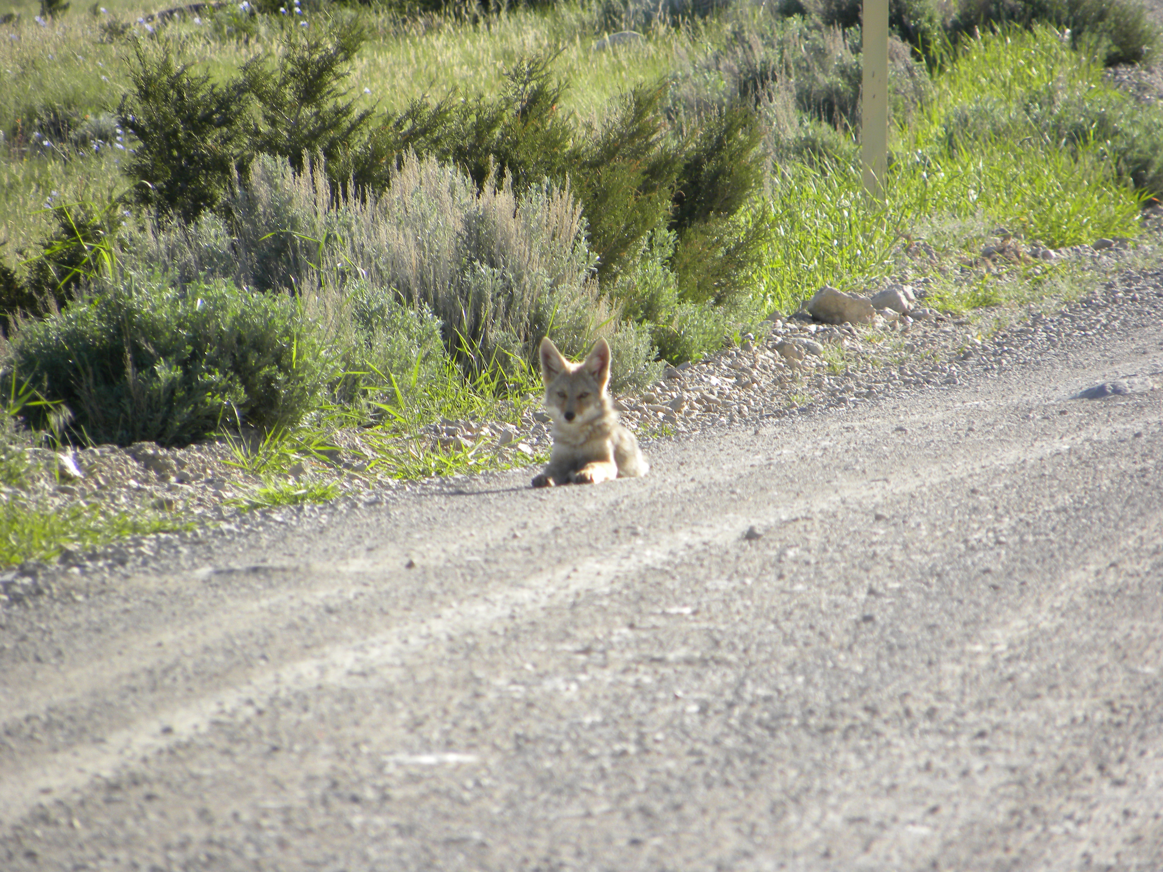 Coyote pup Coyote pup