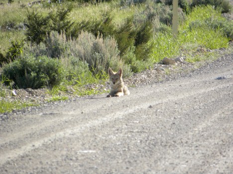 Coyote pup