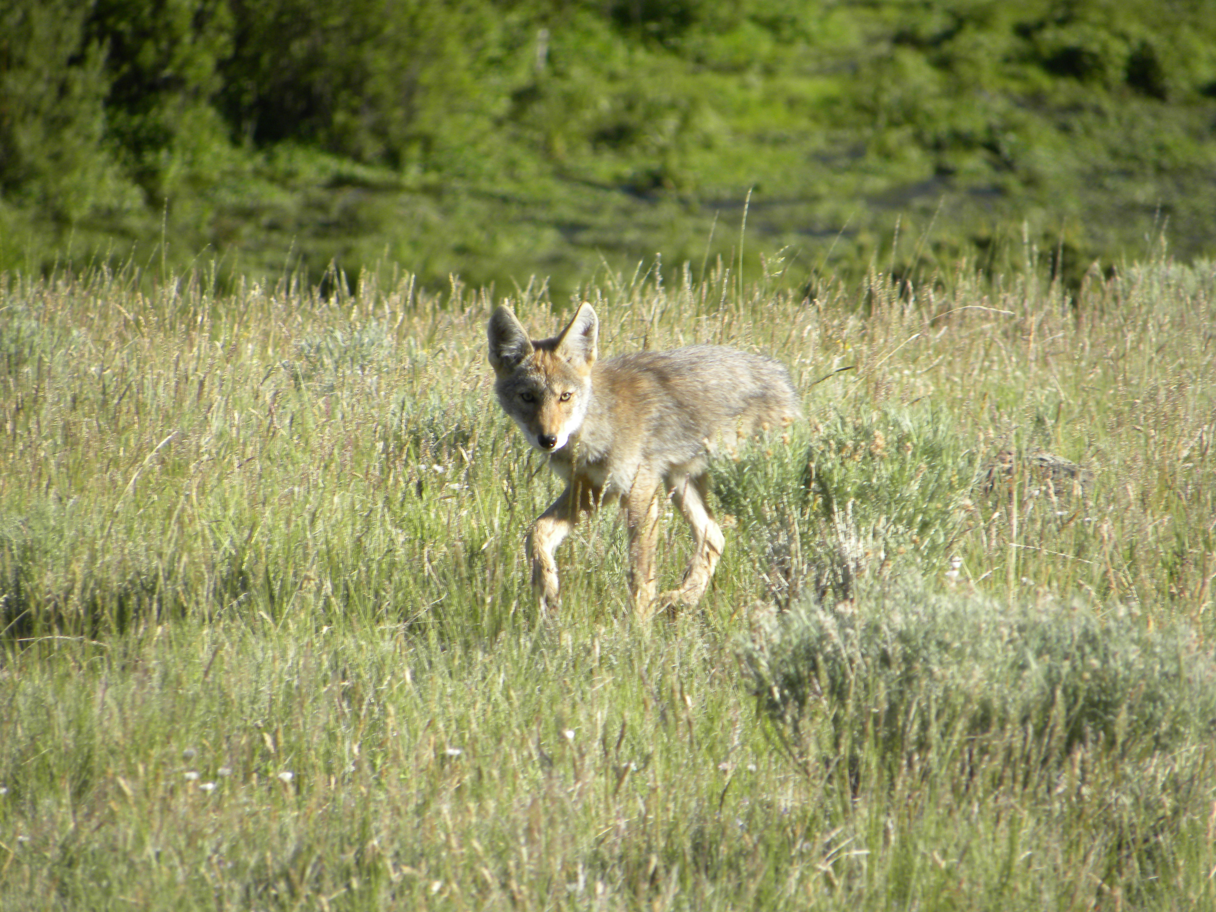 Coyote pup in grass Coyote pup in grass