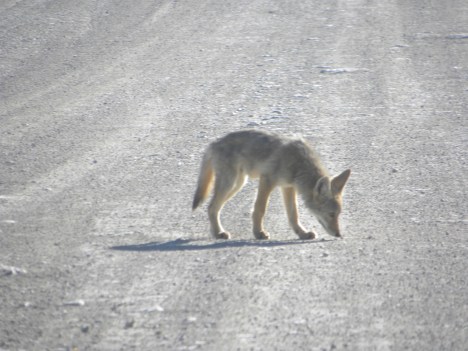 Coyote pup sniffing something in road