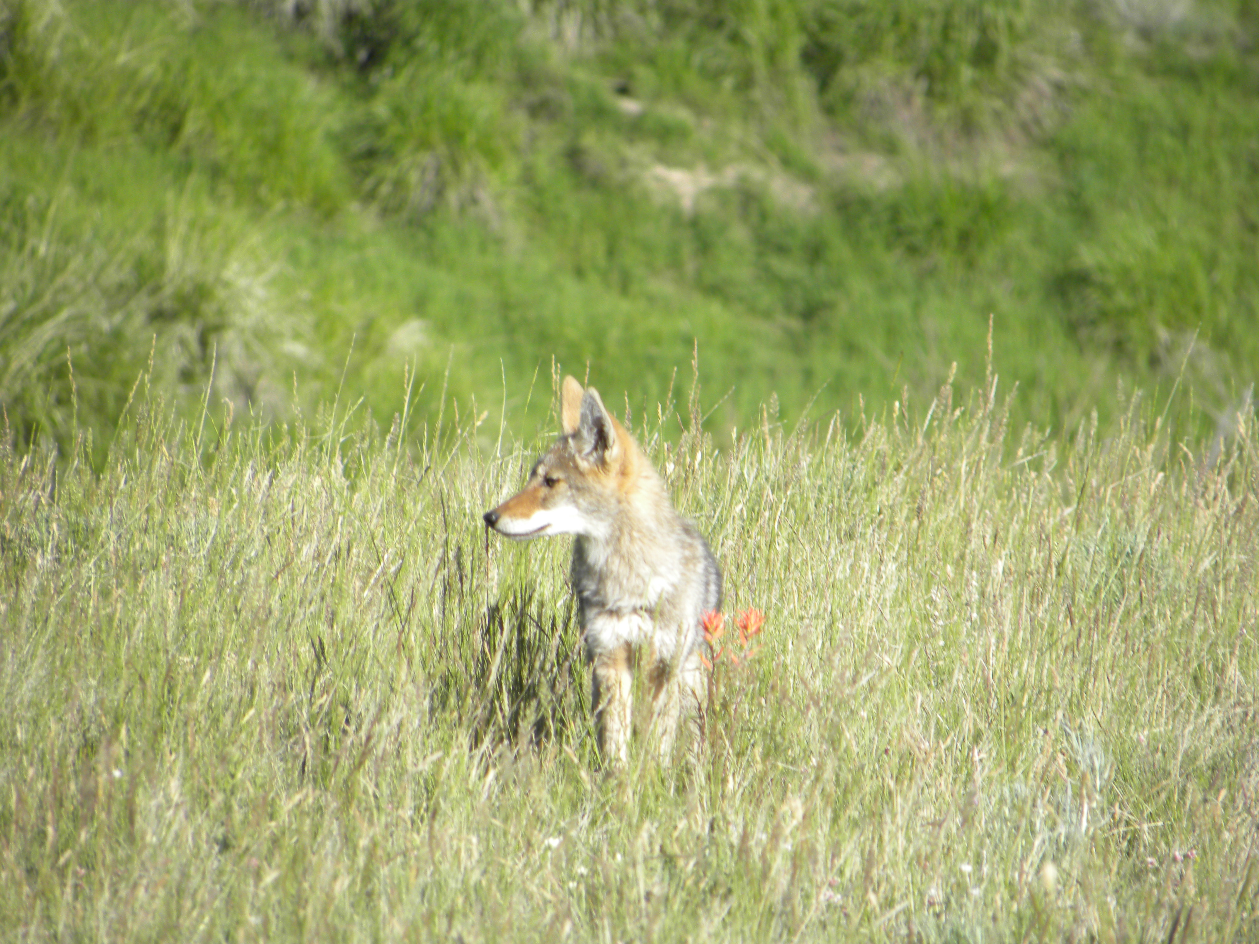 Coyote pup hunting Coyote pup hunting