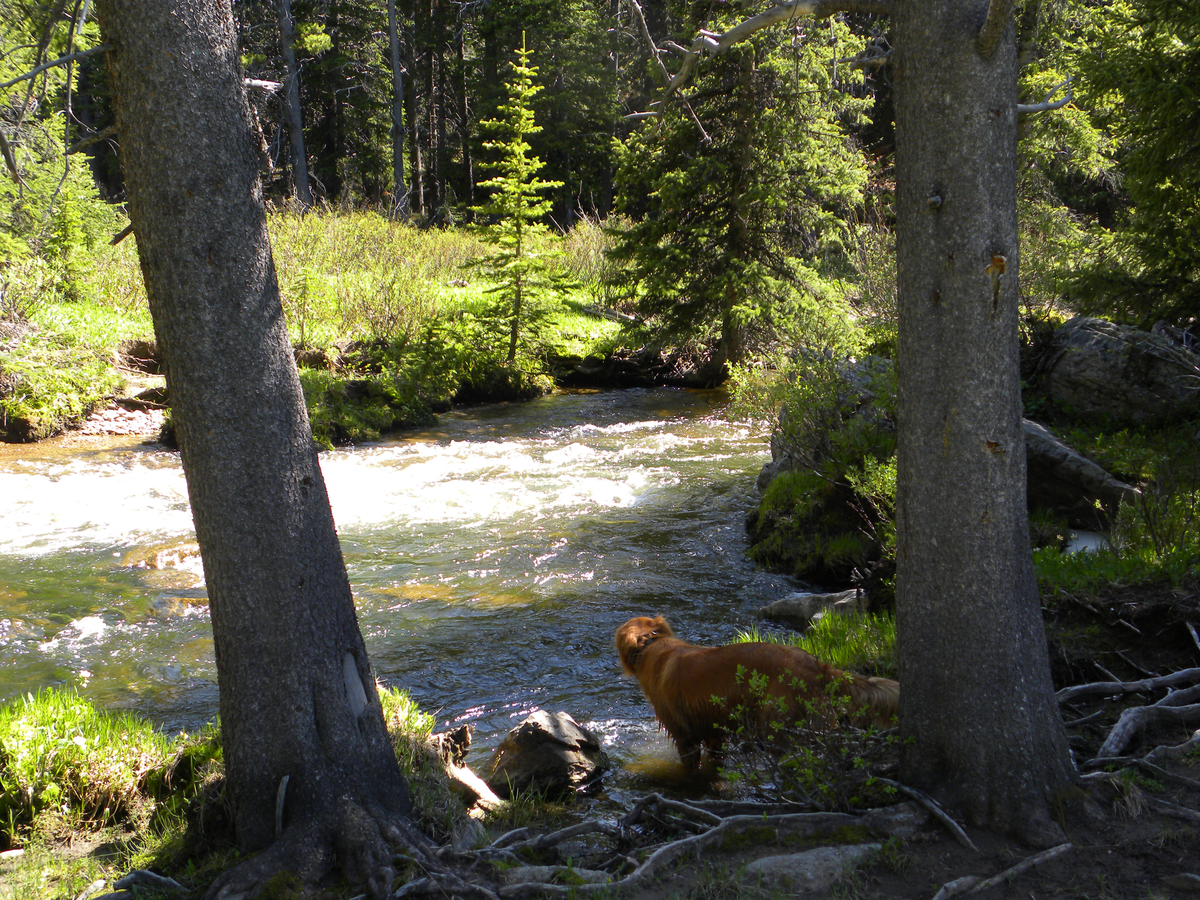 Big Horns Along the canyon hike
