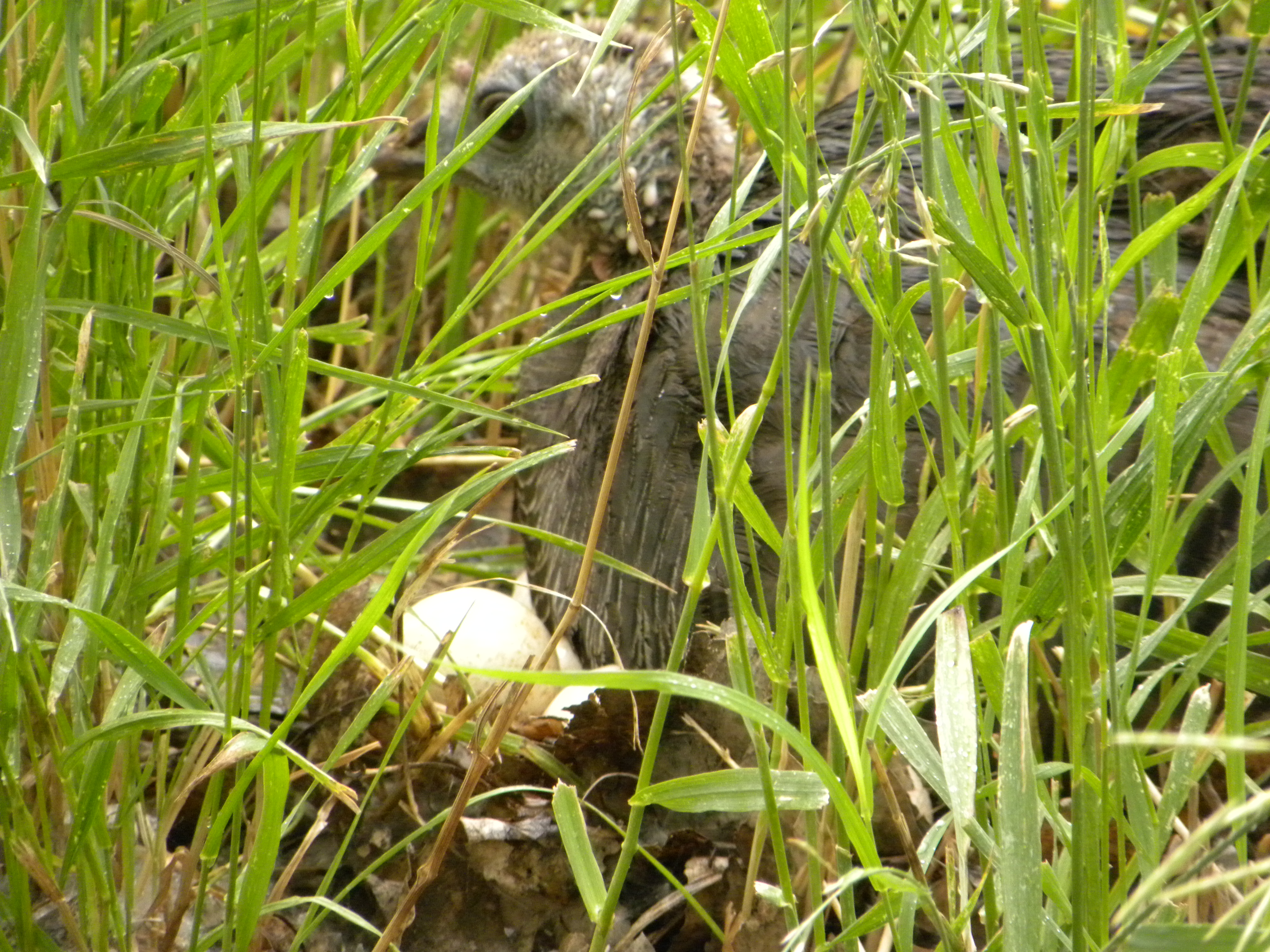 Wild Turkey on eggs Wild Turkey on eggs