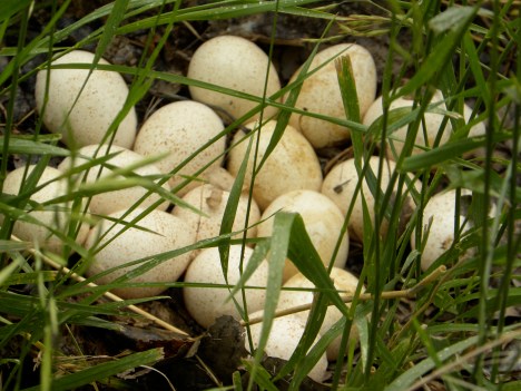 Wild turkey eggs