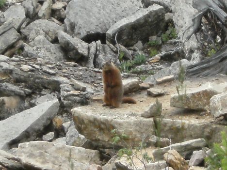 Fat Marmot