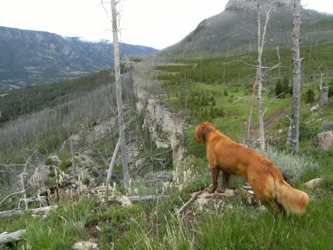 Koda catches a whiff