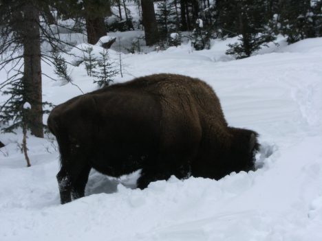 They are adapted to survive the cold of the plains