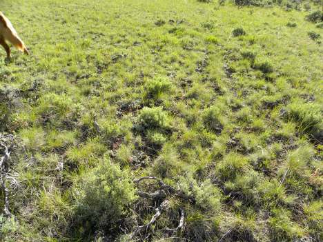 An example of a natural bunch grass meadow--nature's perfection