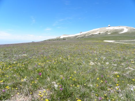 High altitude meadow