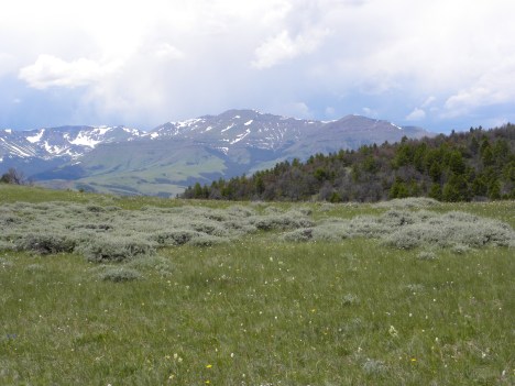 Meadow of bunchgrasses and sage