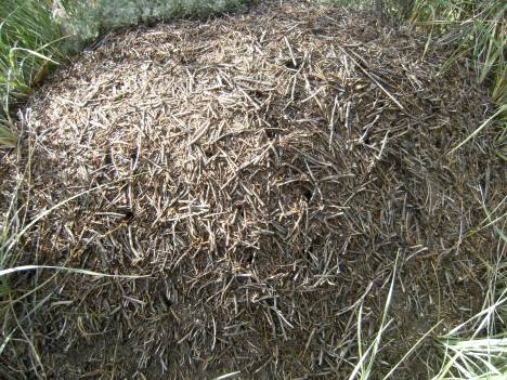 Ant hill
