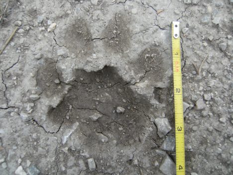 cougar track in mud