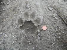 cougar track with penny