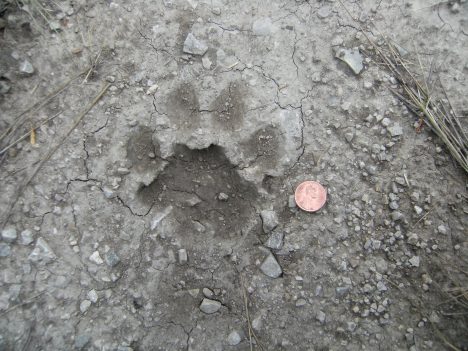 cougar track with penny for reference