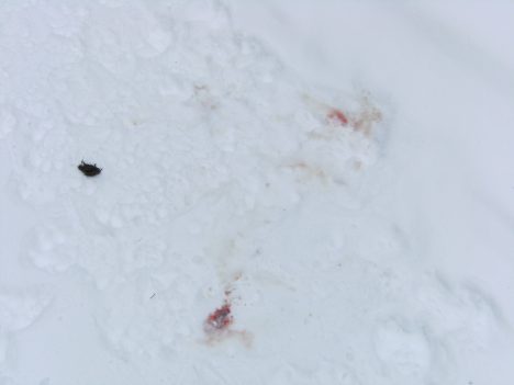 Wolf blood and urine from wolf in estrus