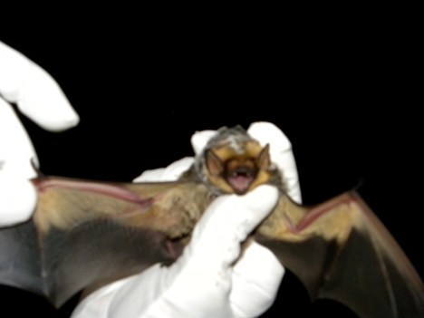 Hoary bat