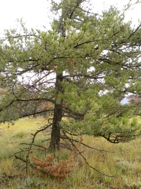 This tree is a goner