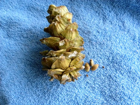 Limber pine cone with seeds