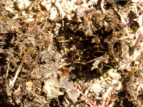 Look close, I took this bear scat apart & there's pine nut shells