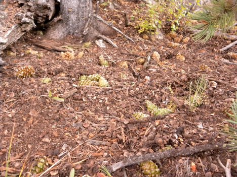 Limber pine middens.  There's lots more than shown and much is buried