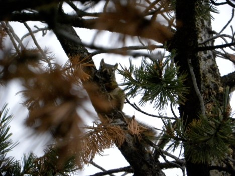 The cone collector's home