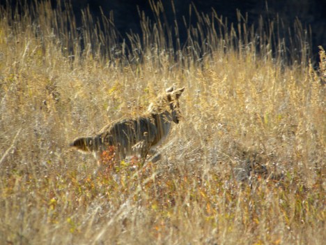 Coyote catching grasshoppers