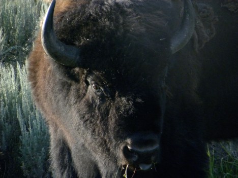 Bison