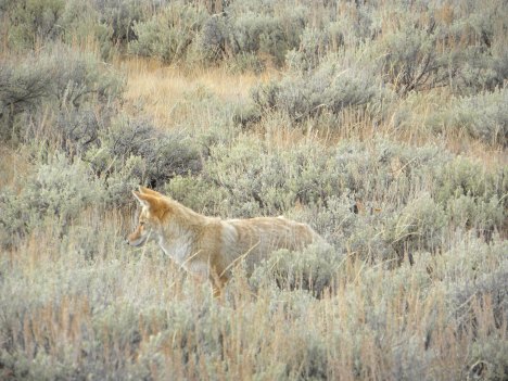 Coyote hunting voles