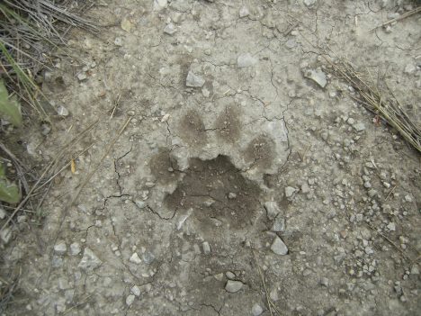 Cougar track
