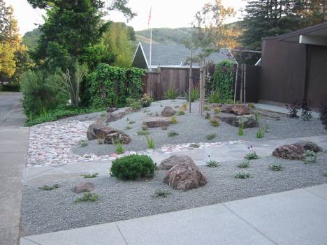 Arctostaphylos 'Woods Compact' right after install