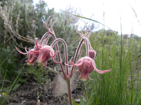 Geum triflorum