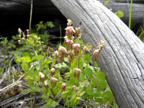 Thalictrum occidentale
