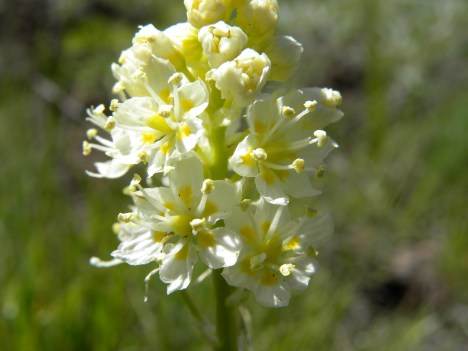 Zigadenus venenosus