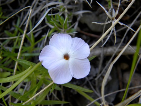 Phlox multifora