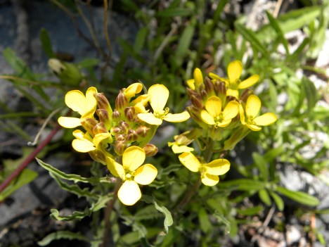 Erysiumum asperum