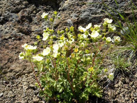 Potentilla arguta