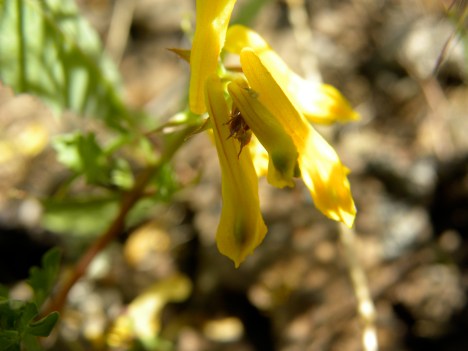 Corydalis aurea