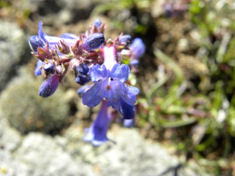 Penstemon sp.