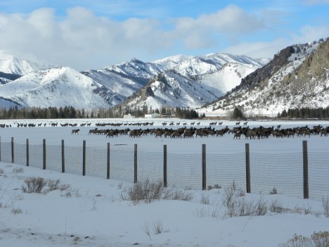 Elk stuck inside fence and can't get to safety