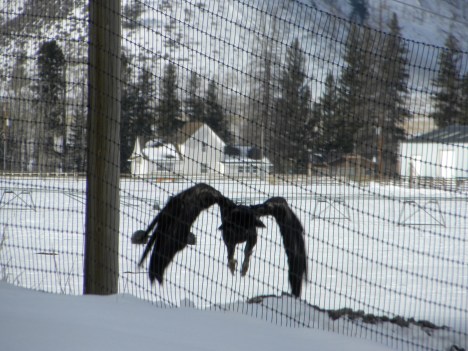 Golden eagle taking off