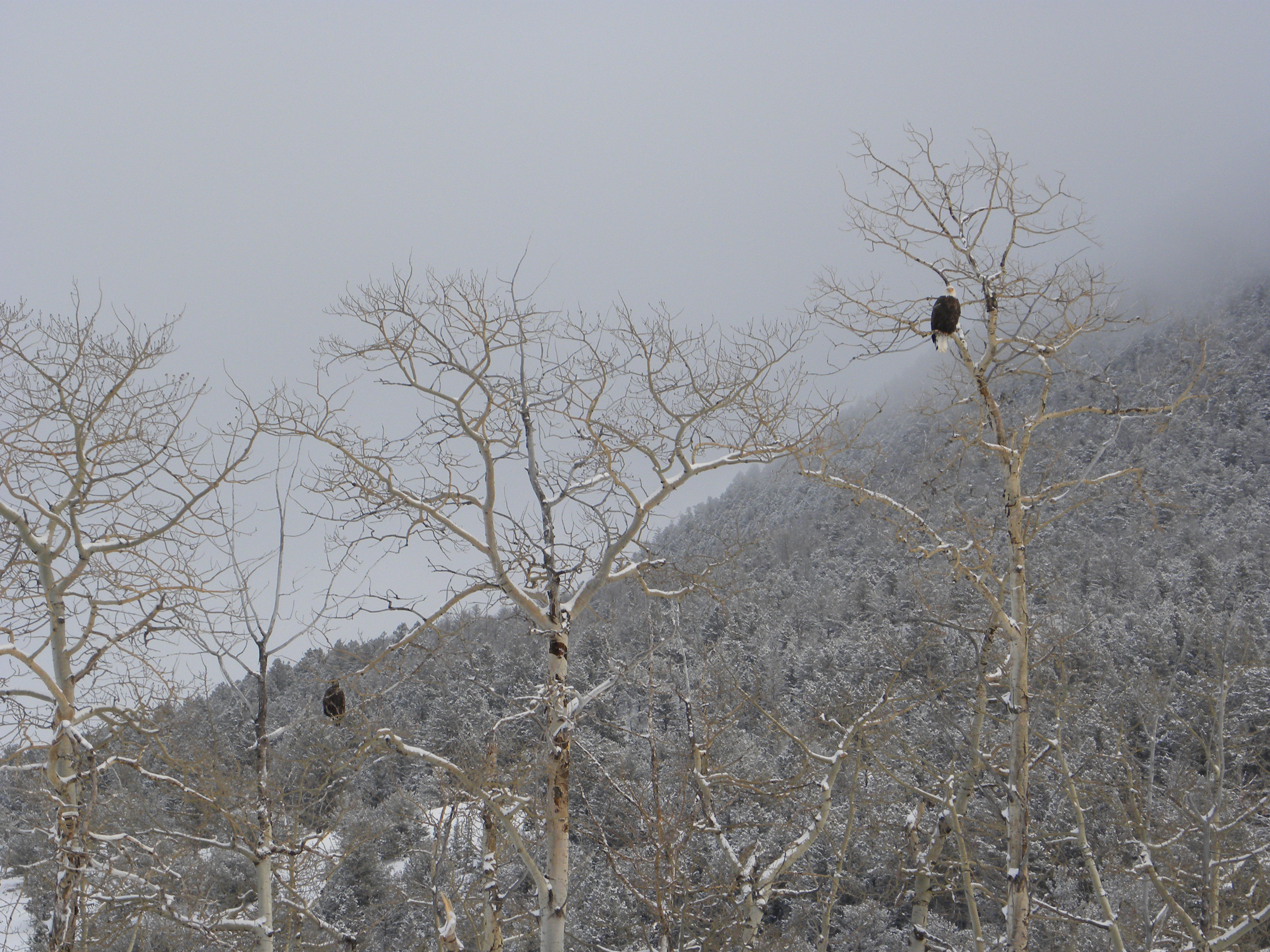 Eagles in trees
