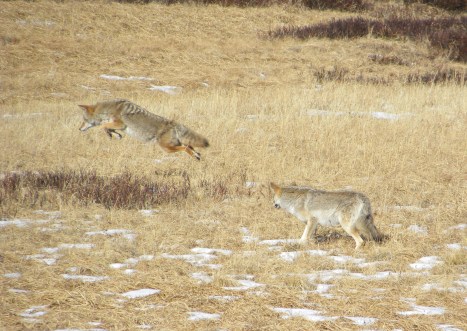 Coyote hunting