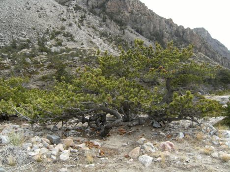 Old Limber Pine