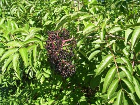 Elderberry bush