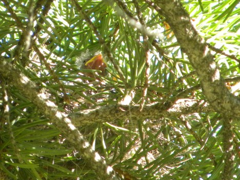 baby sparrow close up