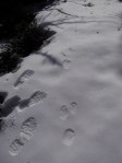 cottontail prints